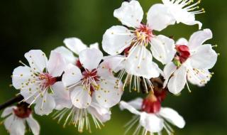 碧玉妆成一树高,万条垂下绿丝绦,不知细叶谁裁出,二月春风似剪刀什么意思 什么二月春风似剪刀